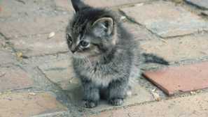 Pokud jste si vybrali kotě, ale nemůžete vás nechat: 6 možností, jak najít chudé hostitele